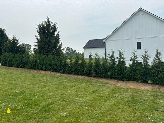 Green Giant arborvitae installation in Oakland or Macomb County