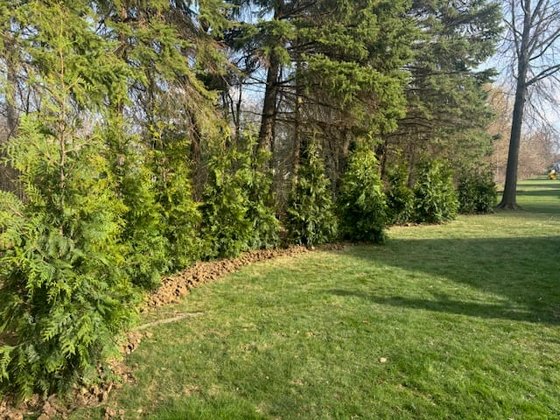 Green Giant arborvitae installation in Oakland or Macomb County