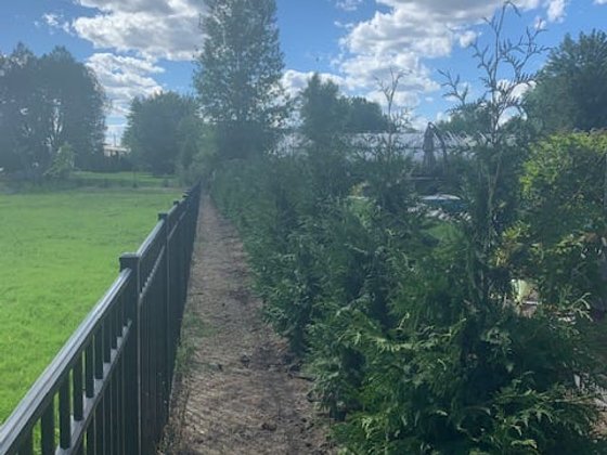 Green Giant arborvitae installation in Oakland or Macomb County