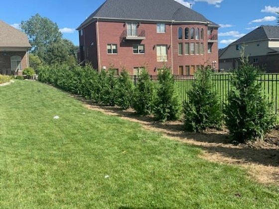 Green Giant arborvitae installation in Oakland or Macomb County