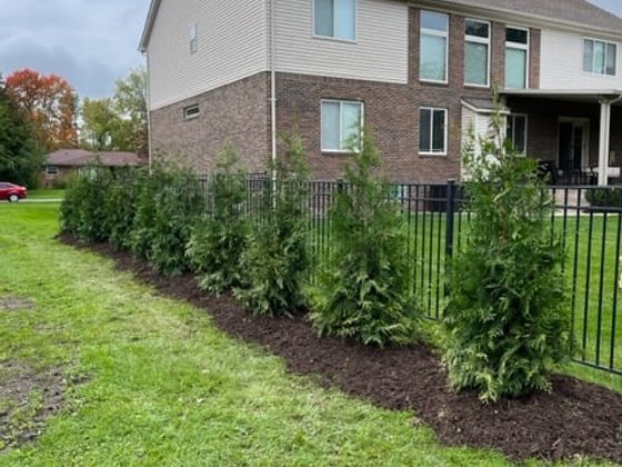 Green Giant arborvitae installation in Oakland or Macomb County
