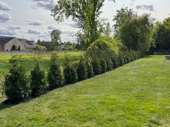 Green Giant arborvitae installation in Oakland or Macomb County