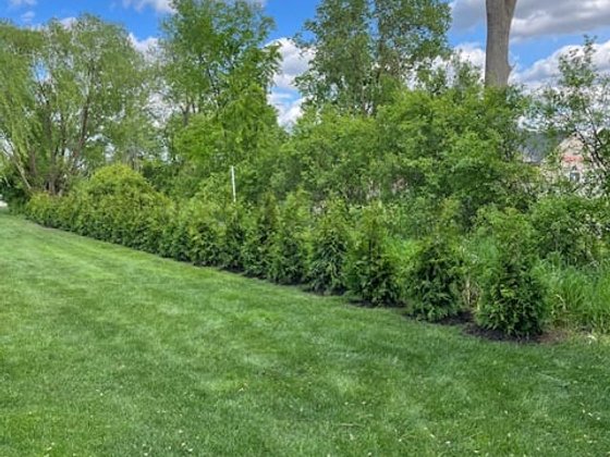 Green Giant arborvitae installation in Oakland or Macomb County