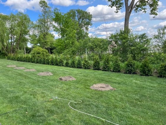 Green Giant arborvitae installation in Oakland or Macomb County