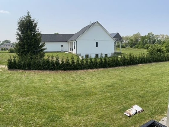 Green Giant arborvitae installation in Oakland or Macomb County