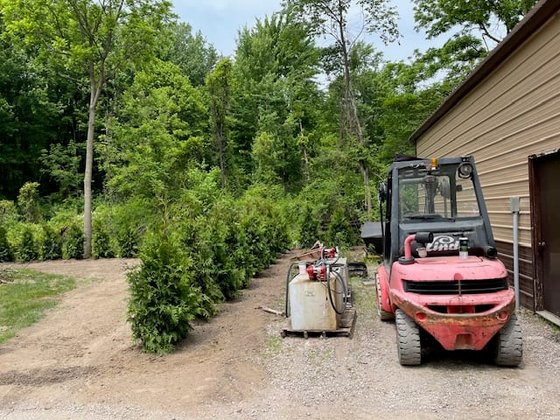 Green Giant arborvitae installation in Oakland or Macomb County