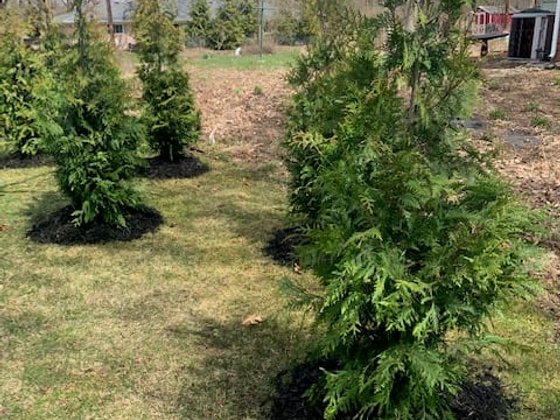 Green Giant arborvitae installation in Oakland or Macomb County