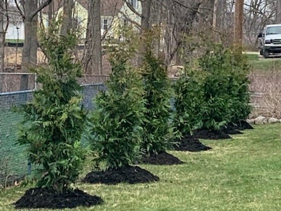 Green Giant arborvitae installation in Oakland or Macomb County