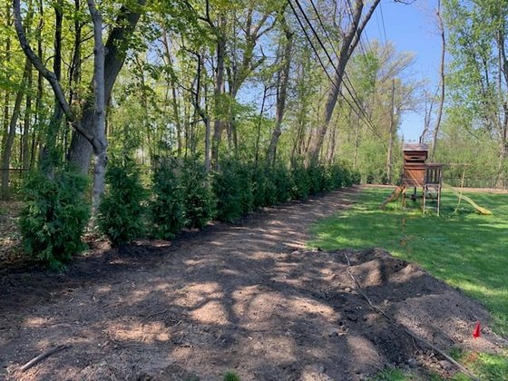 Green Giant arborvitae installation in Oakland or Macomb County