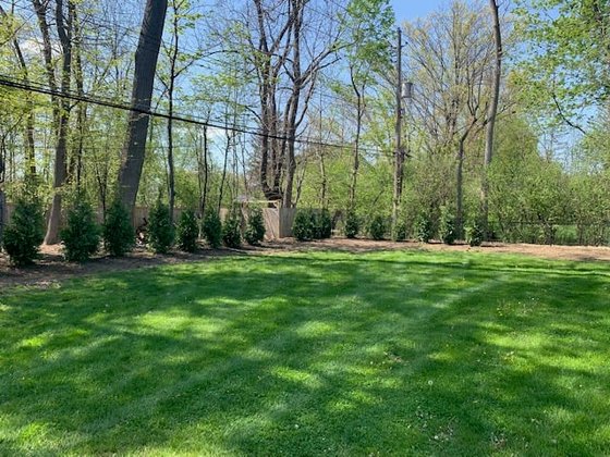 Green Giant arborvitae installation in Oakland or Macomb County