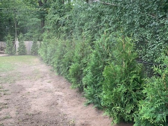Green Giant arborvitae installation in Oakland or Macomb County