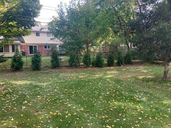 Green Giant arborvitae installation in Oakland or Macomb County