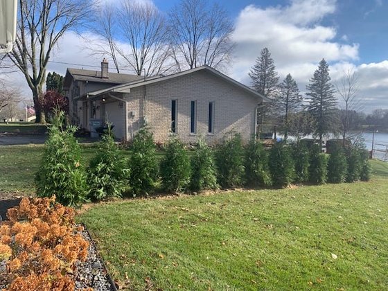 Green Giant arborvitae installation in Oakland or Macomb County