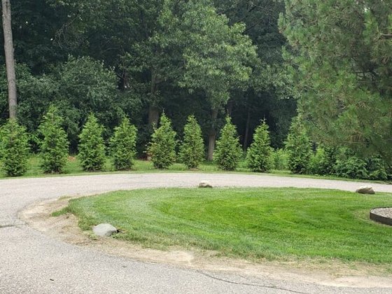 Green Giant arborvitae installation in Oakland or Macomb County