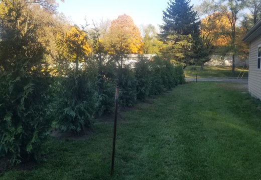 Arborvitae installation project in Oakland or Macomb County