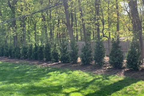 Green Giant Arborvitae