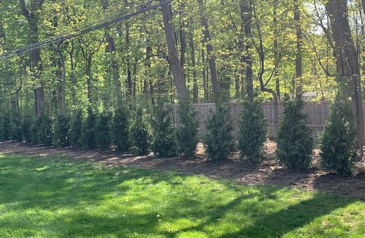 Green Giant Arborvitae