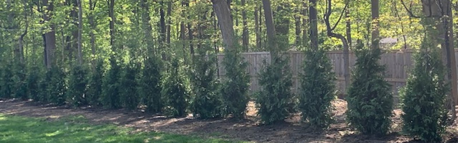Green Giant Arborvitae privacy screen installed in Southeast Michigan