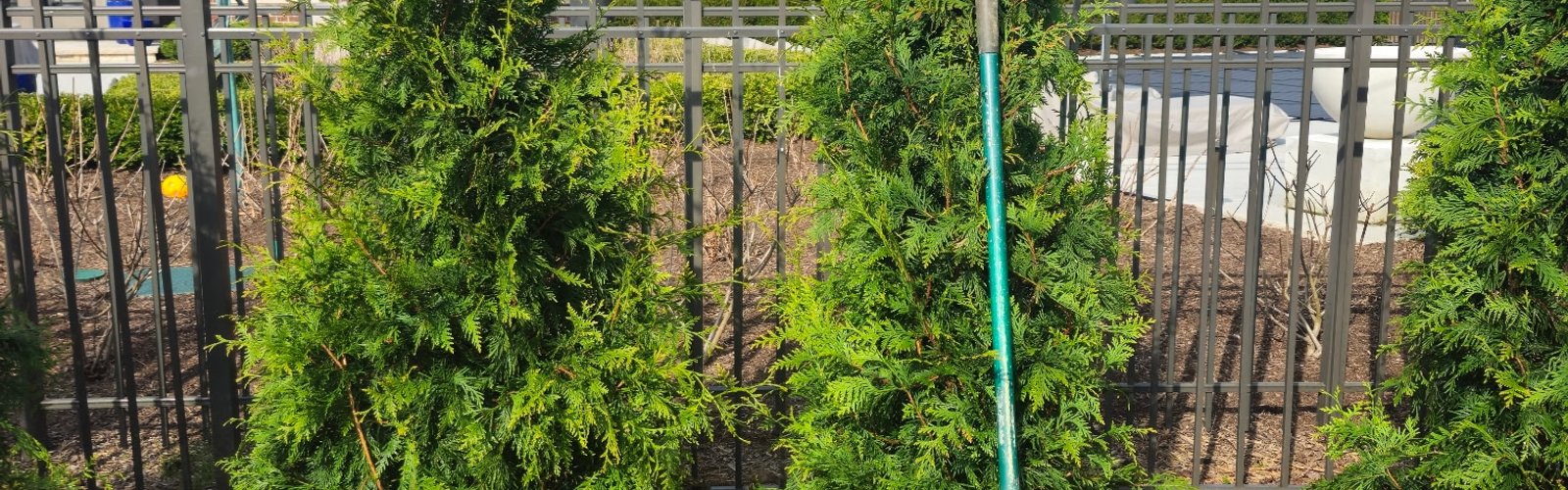 Green Giant arborvitae being planted in a Michigan yard