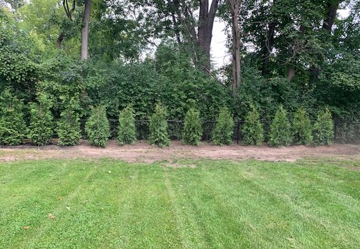 Arborvitae installation project in Oakland or Macomb County
