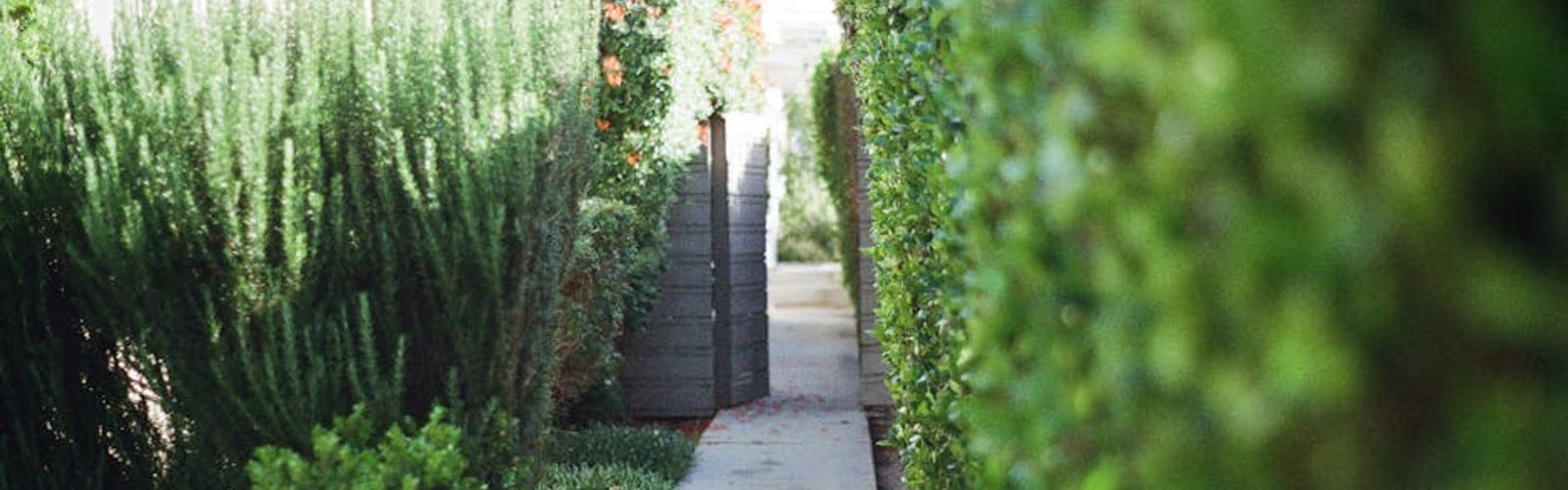 Arborvitae privacy screening installed in Birmingham, Michigan